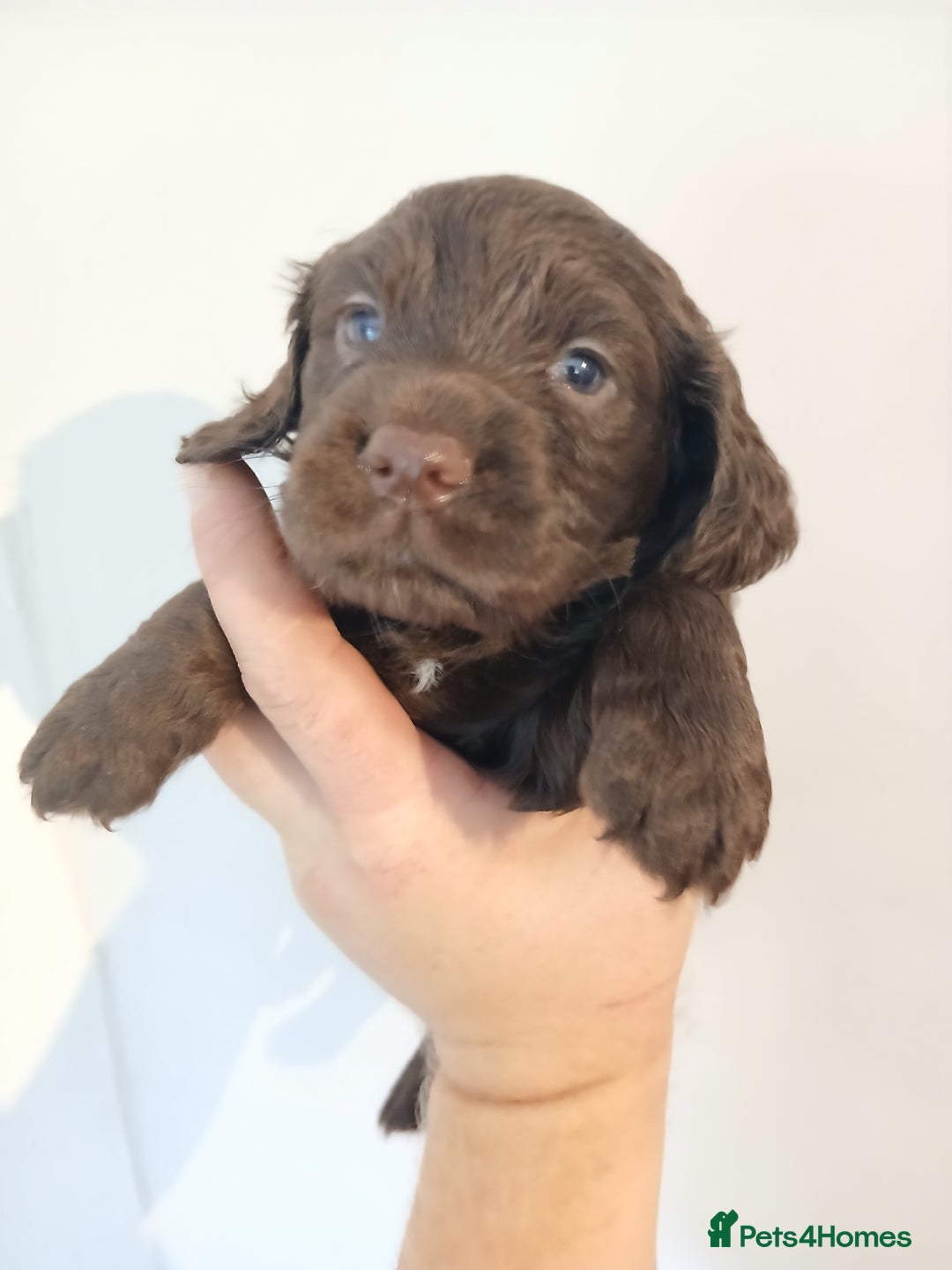 Sprocker dogs for sale: Beautiful cocker x sprocker pups - Image 10