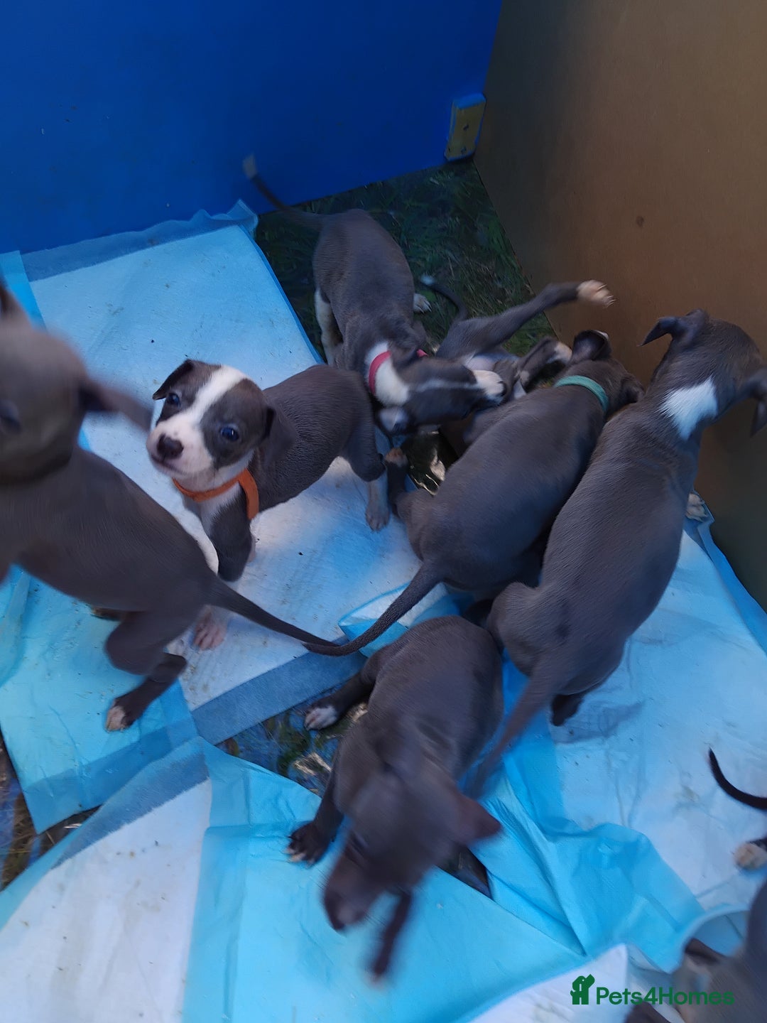 Mixed Breed dogs for sale: Italian Greyhound x Whippet puppies - Image 21