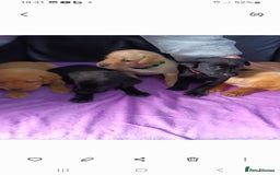 Labrador Retriever dogs for sale: 8 labrador puppies  for sale - Image 5