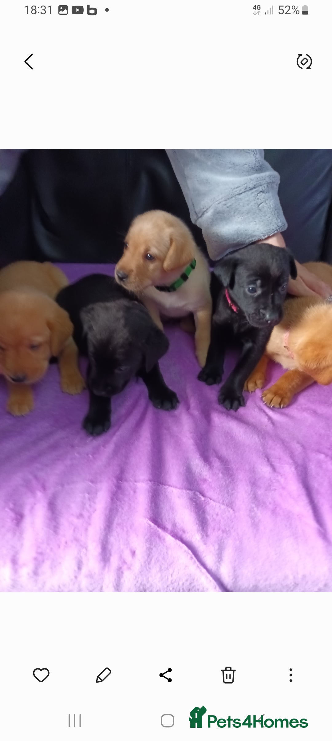 Labrador Retriever dogs for sale: 8 labrador puppies  for sale - Image 5