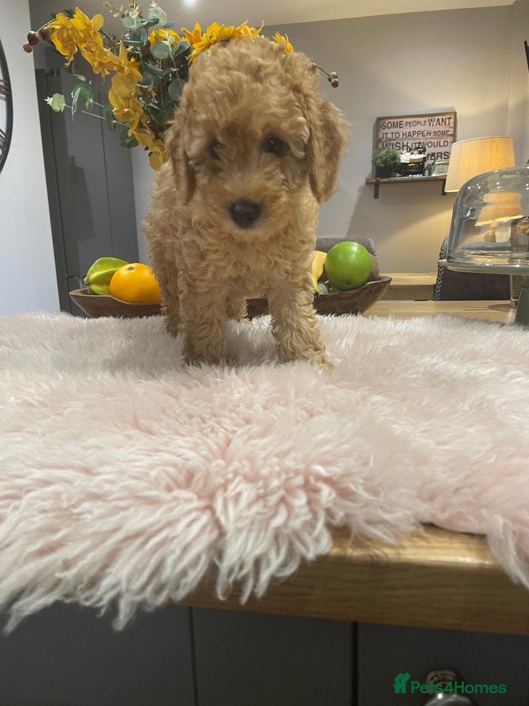 Miniature Poodle dogs for sale: KC reg miniature poodles, 5* licensed  - Image 1