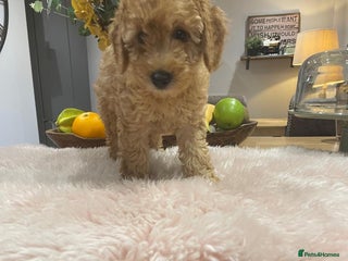 Miniature Poodle dogs - Advert 17