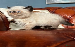 Exotic cats for sale: Last Remaining Exotic Shorthair Boy - Image 8