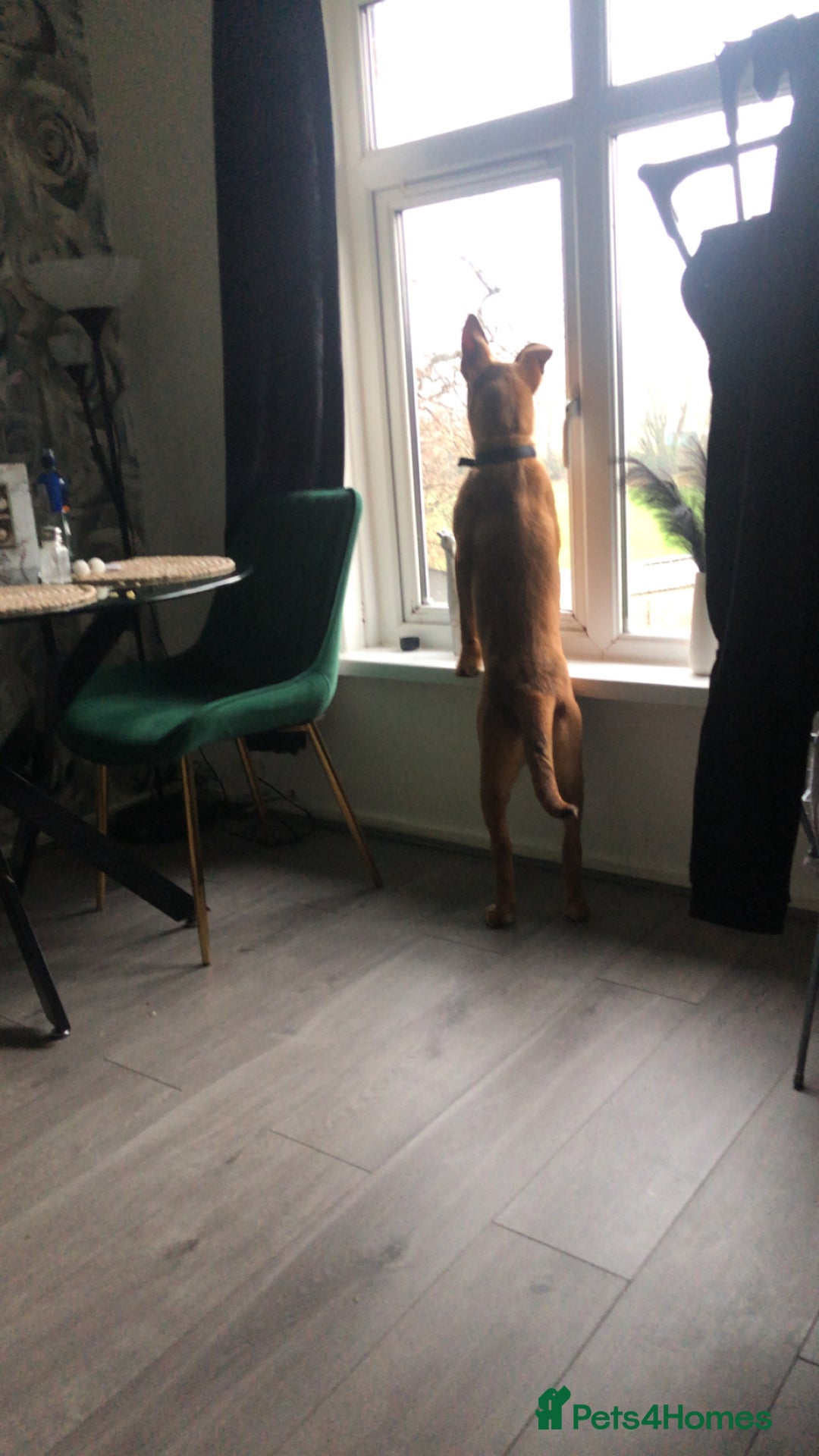 Mixed Breed dogs for sale: Bella  - Advert 3