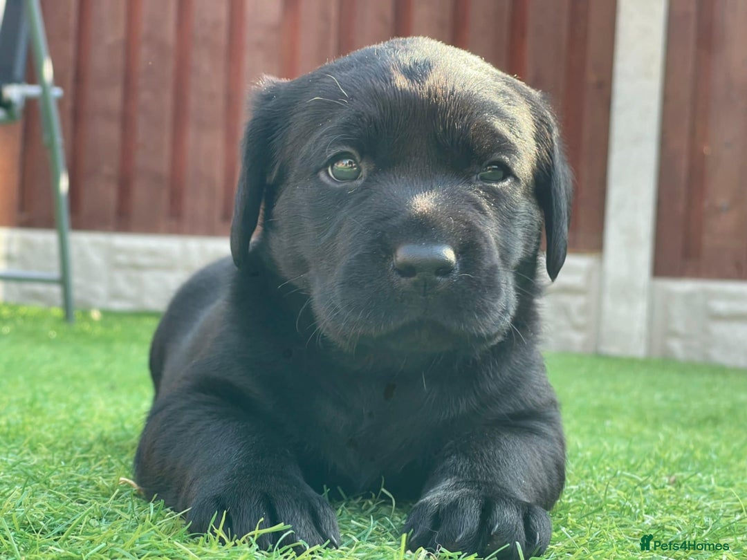 Labrador Retriever dogs for sale: Labrador pups - Image 2