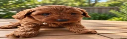 Toy Poodle dogs for sale: Fantastic Toy poodle puppies Available  in Nottingham - Advert 6