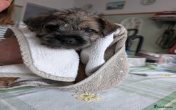 Border Terrier dogs for sale: HOME BRED GRIZZLY BORDER BOYS - Image 8