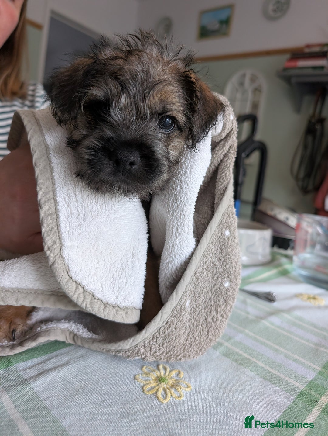 Border Terrier dogs for sale: HOME BRED GRIZZLY BORDER BOYS - Image 8