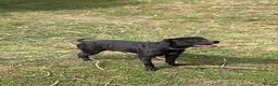 American Bull Staffy dogs for stud: PROVEN AMERICAN STAFF STUD AVAILABLE - Advert 4