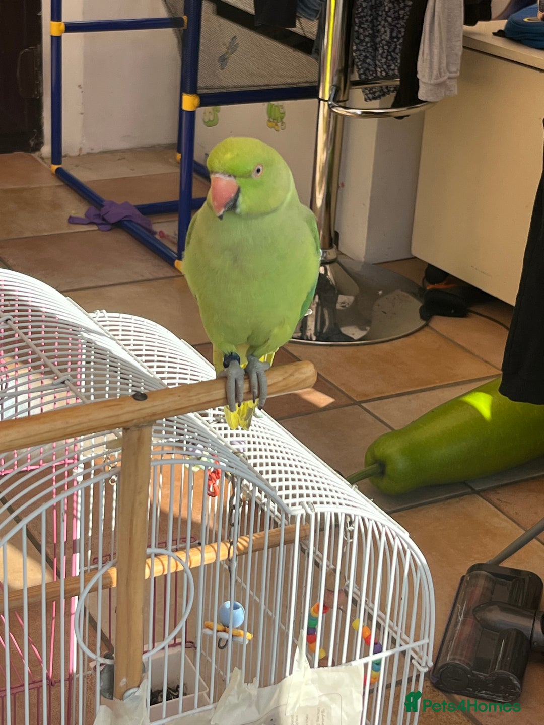 Ringnecks birds for sale: Ring neck Indian parrot  - Image 2