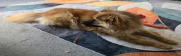 Mixed Breed dogs for adoption: ALFIE, 4 yrs, 16kg, sociable, loves people & dogs in Newark - Advert 7