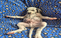 Dalmatian dogs for sale: 💙last LUA boy 💙 KC reg - Image 1
