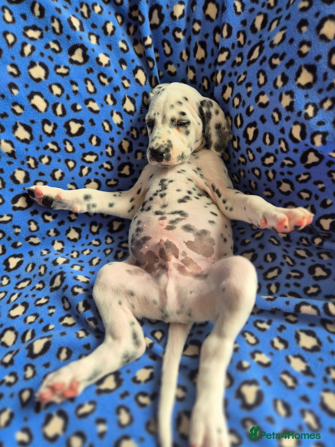 Dalmatian dogs for sale: 💙last LUA boy 💙 KC reg - Image 1