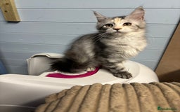 Maine Coon cats for sale: Beautiful Maine Coon kittens for sale - Image 23
