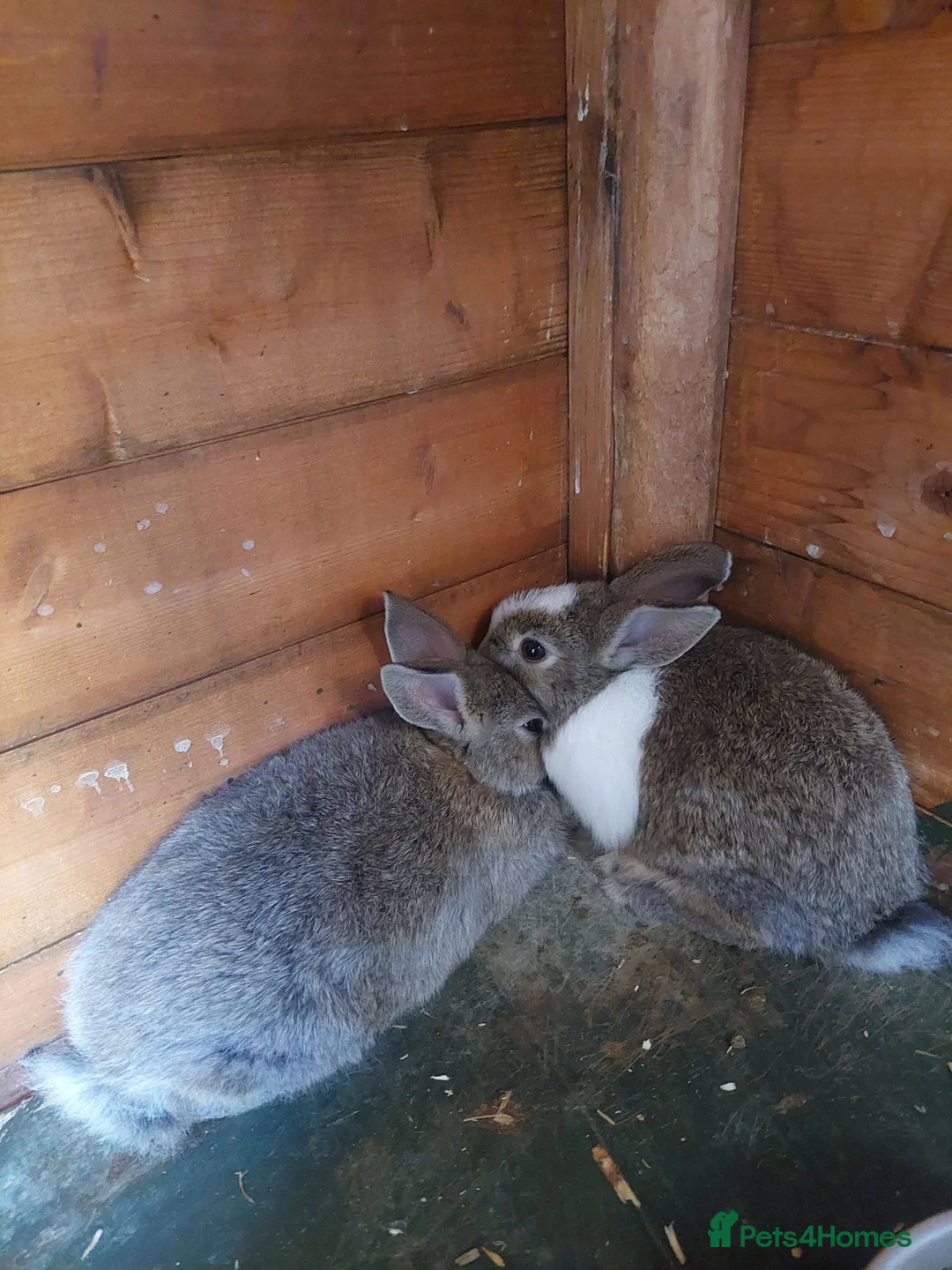 Lionhead rabbits for sale: Baby lionheads ready now  - Advert 8
