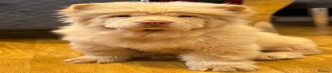 Chow Chow Puppy 1