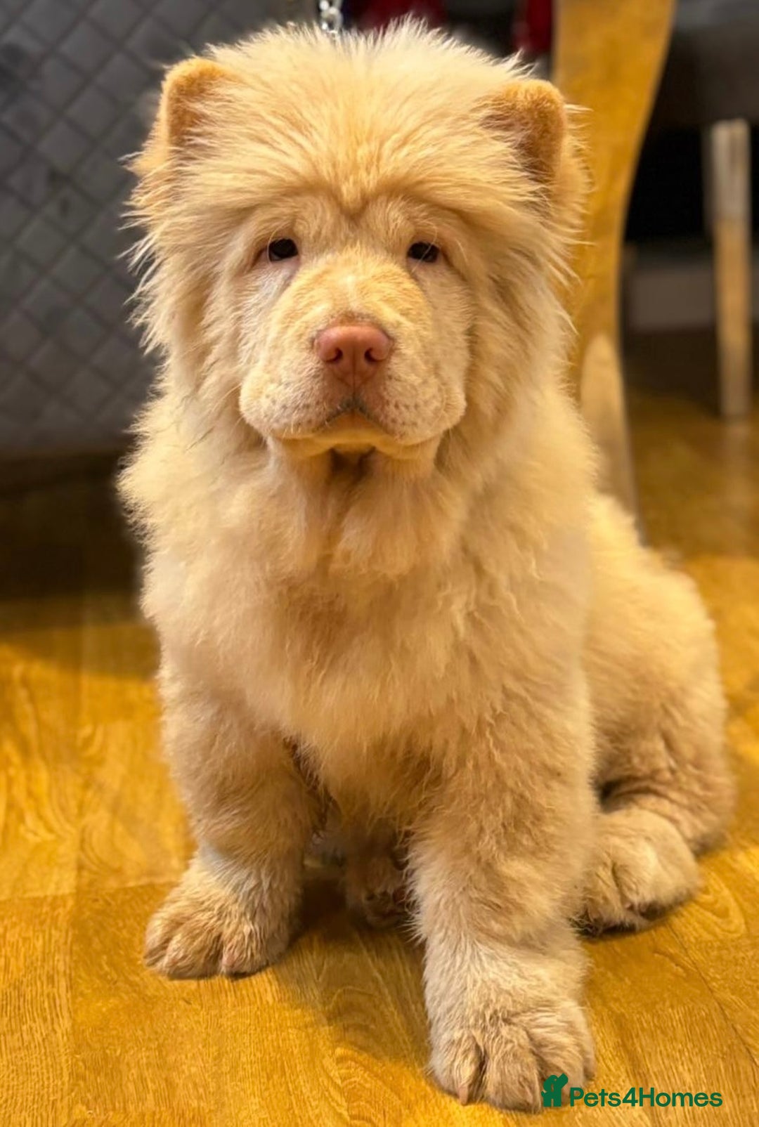 Chow Chow dogs for sale: 5 TOP QUALITY CHOWS 🦁🏡 (REDUCED) - Image 5