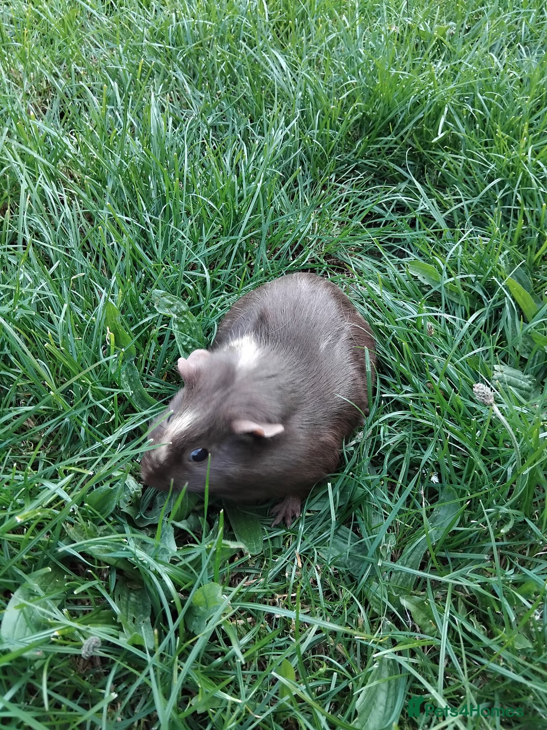 Guinea Pig rodents for sale: 2 female Guinea pigs - Image 4