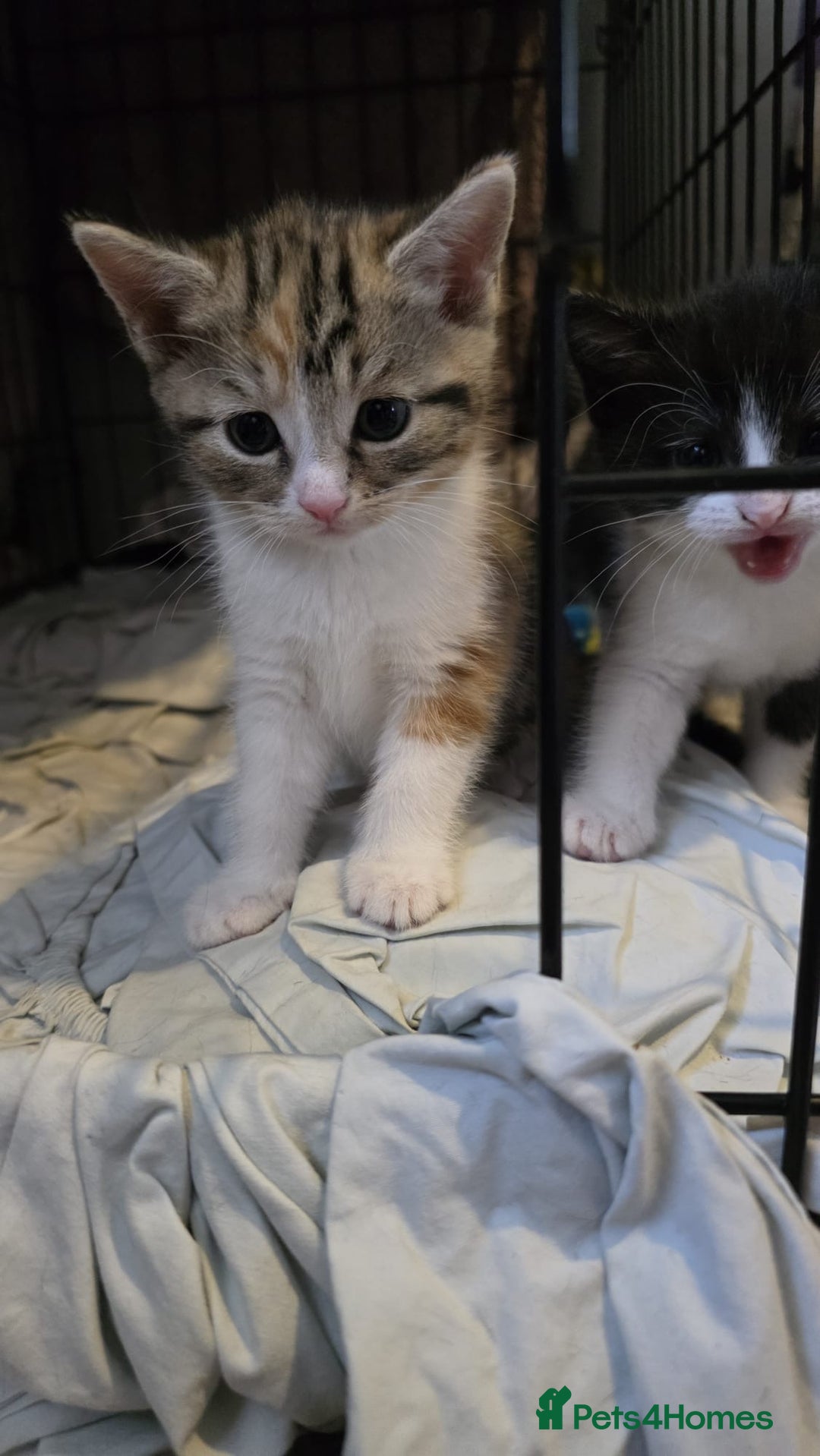 Mixed Breed cats for sale: beautiful kittens looking for forever loving homes - Image 2