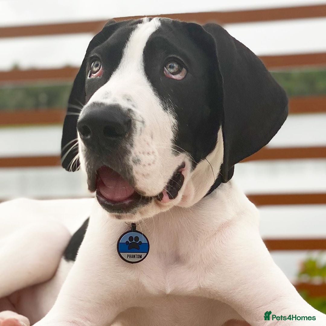 Great Dane dogs for sale: Female Great phone for Sale - Advert 4