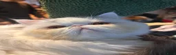 Persian cats for sale: Beautiful Male Kitten Looking for His Forever Home - Advert 10