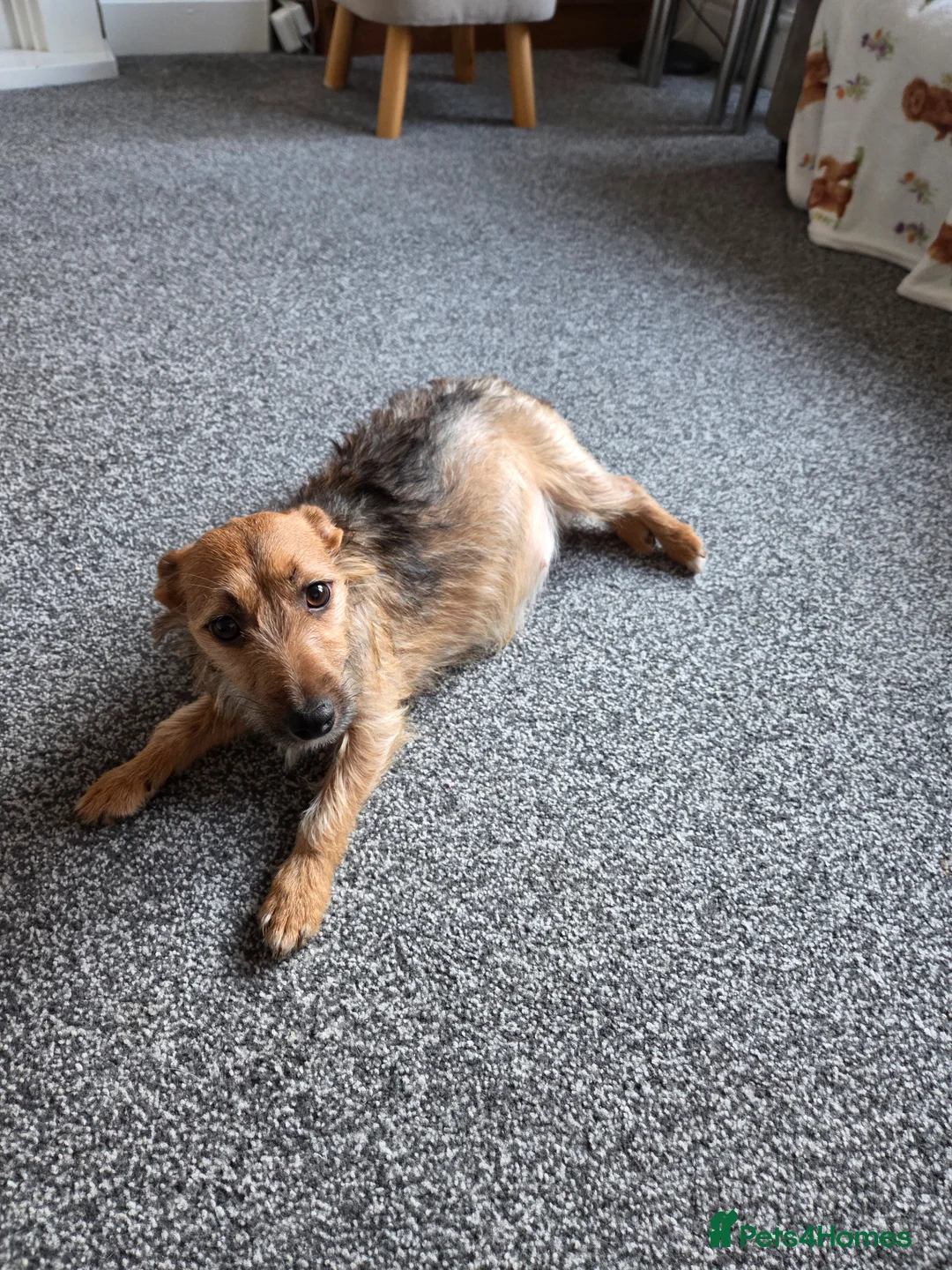 Mixed Breed dogs for sale: Cavajack Puppies for sale - Advert 6