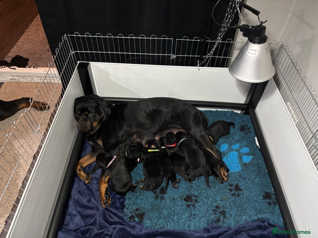 Rottweiler dogs for sale: Top Quality KC Health Tested Rottweiler Puppies  - Advert 11