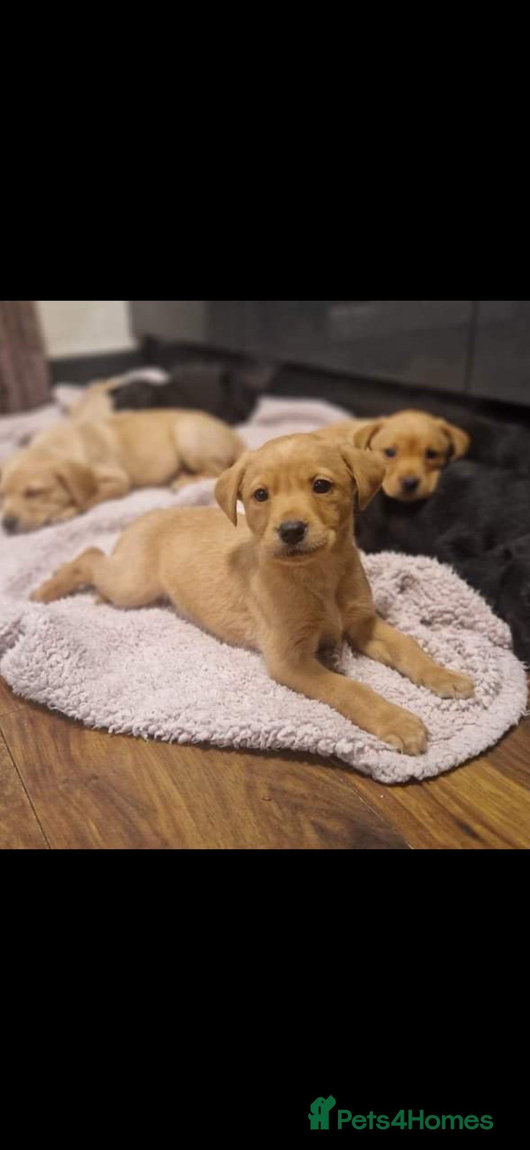 Labrador Retriever dogs for sale: Kc reg labradore puppies - Image 10
