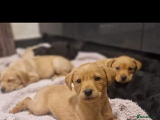 Labrador Retriever dogs - Advert 30