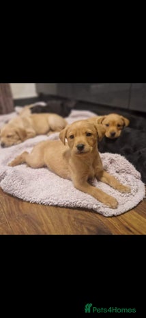 Labrador Retriever dogs - Advert 13