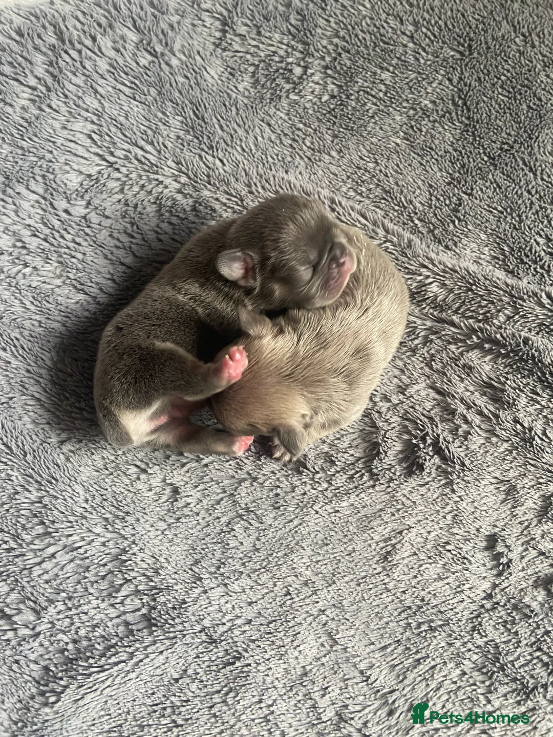 Mixed Breed dogs for sale: French bulldog/English bulldog - Advert 29