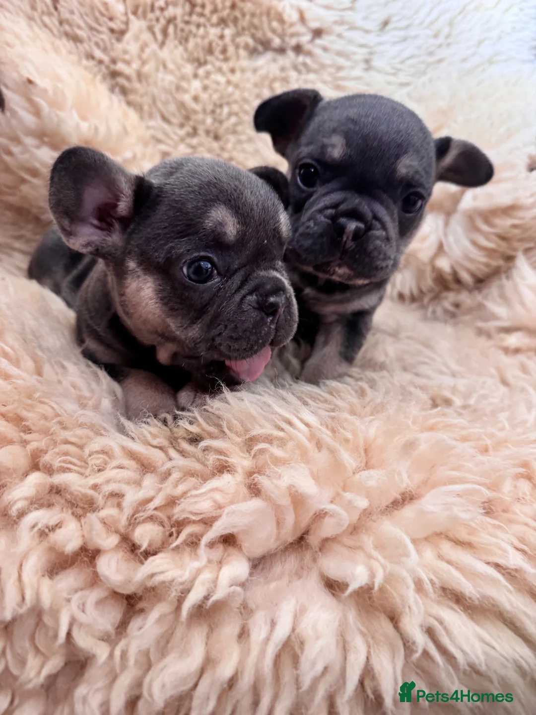 French Bulldog dogs for sale: 2 Female pedigree French bulldog puppies  - Advert 1