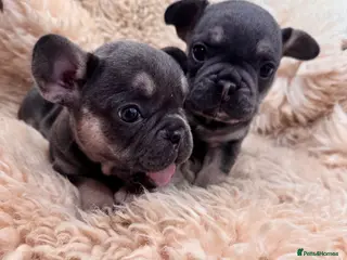French Bulldog dogs 2 Female pedigree French bulldog puppies - Advert 1