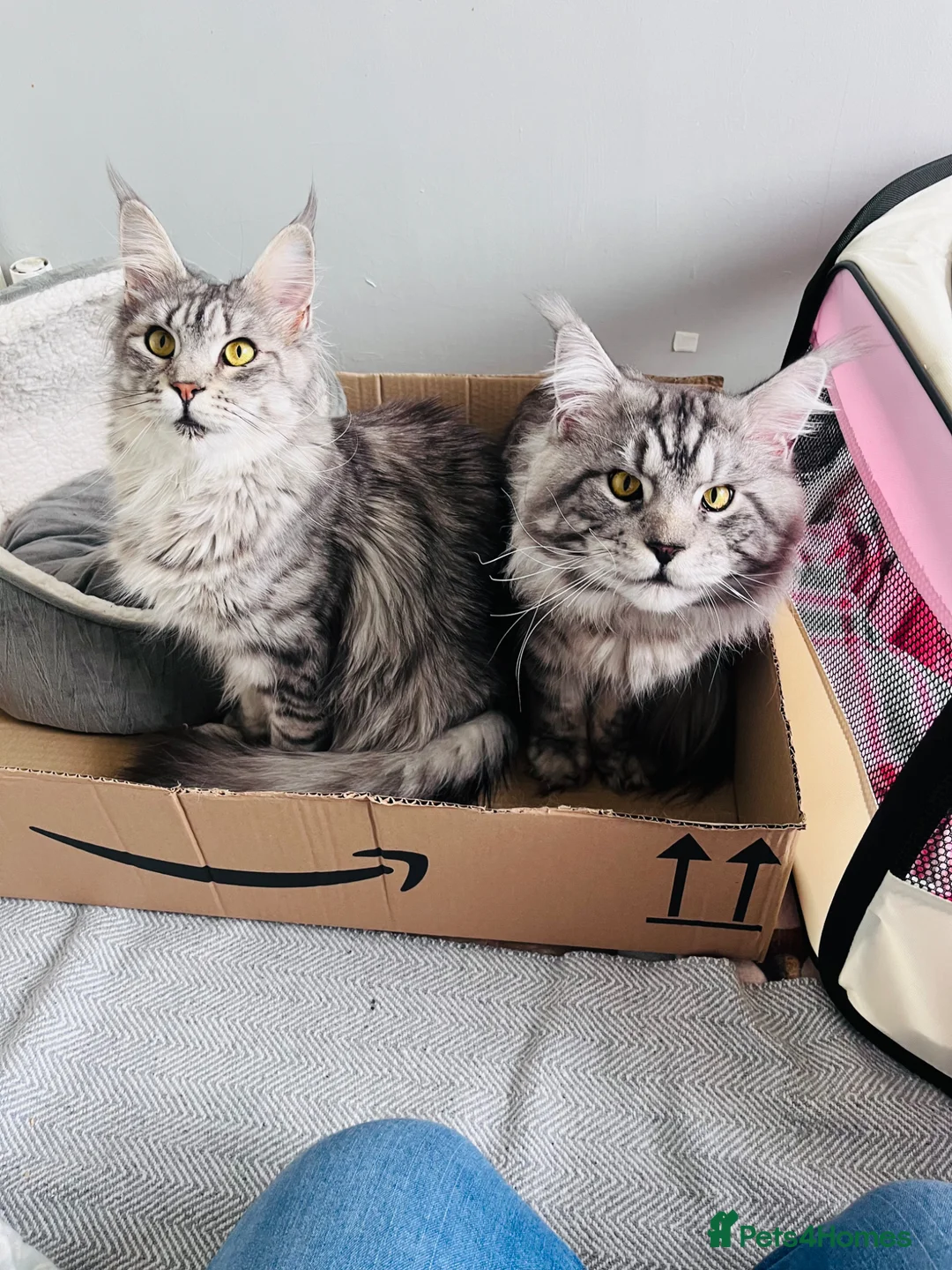 Maine Coon cats for sale: Full pedigree Maine Coon Kittens  - Advert 13