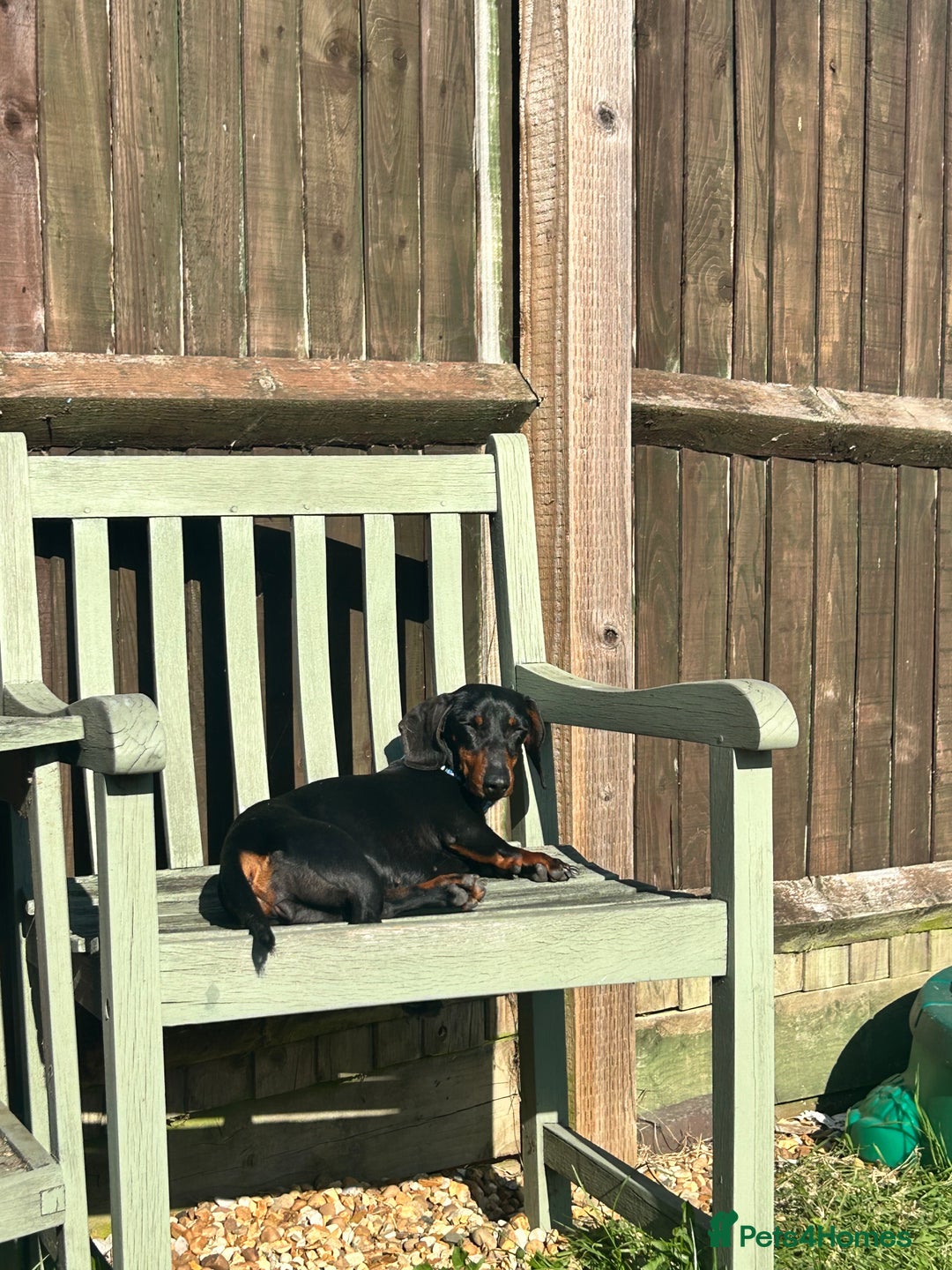 Miniature Dachshund dogs for sale: Black & tan mini dashshand  - Image 2