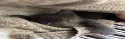 Mixed Breed cats for sale: Grey&white F.  All grey M.  - Advert 4