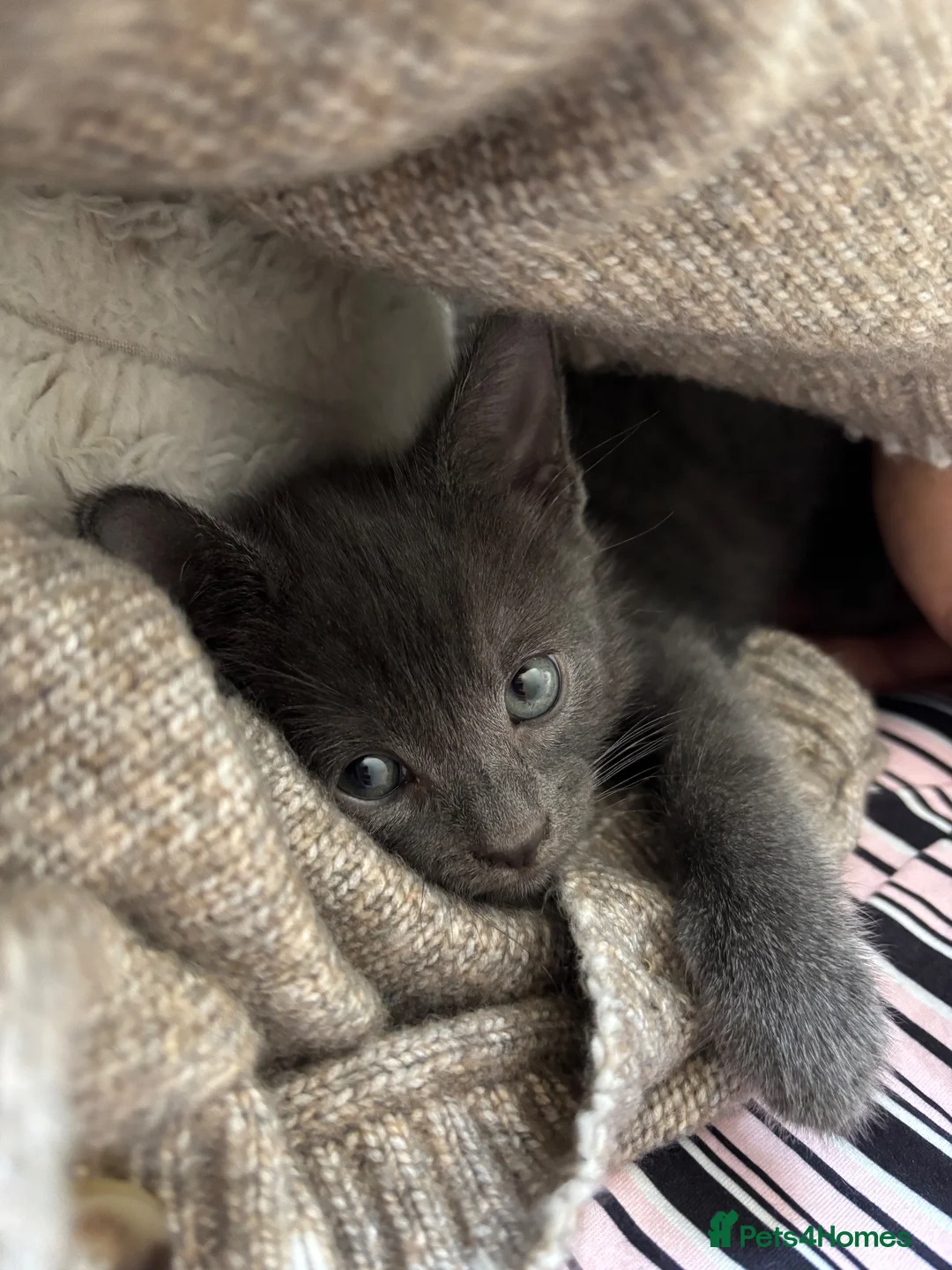Mixed Breed cats for sale: Grey&white F.  All grey M.  - Advert 4