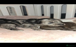 Pomapoo dogs for sale: 1 time miniature Pomapoo puppies - Image 11