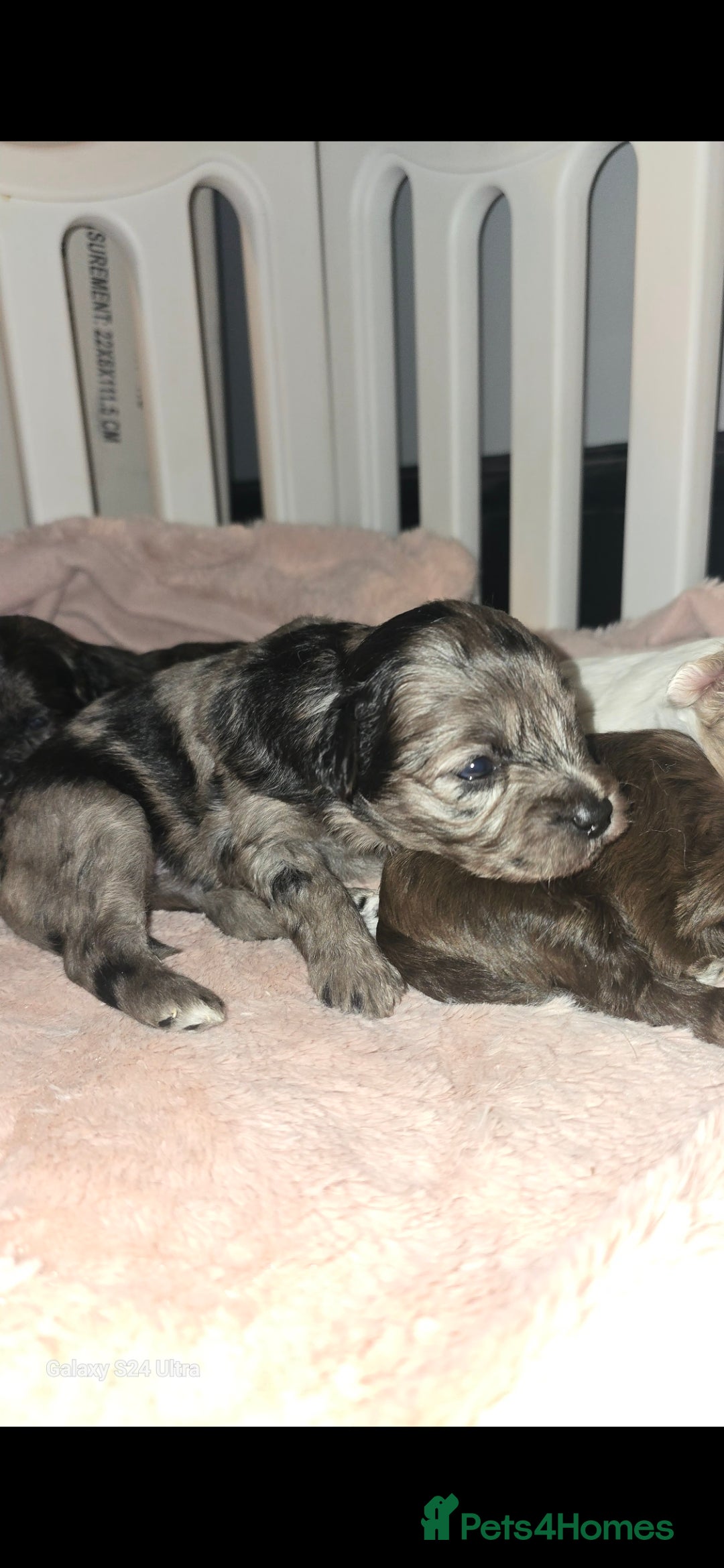 Pomapoo dogs for sale: 1 time miniature Pomapoo puppies - Image 11