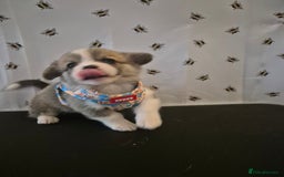 Welsh Corgi Pembroke dogs for sale: Kc reg Serbian lined babies - Image 3