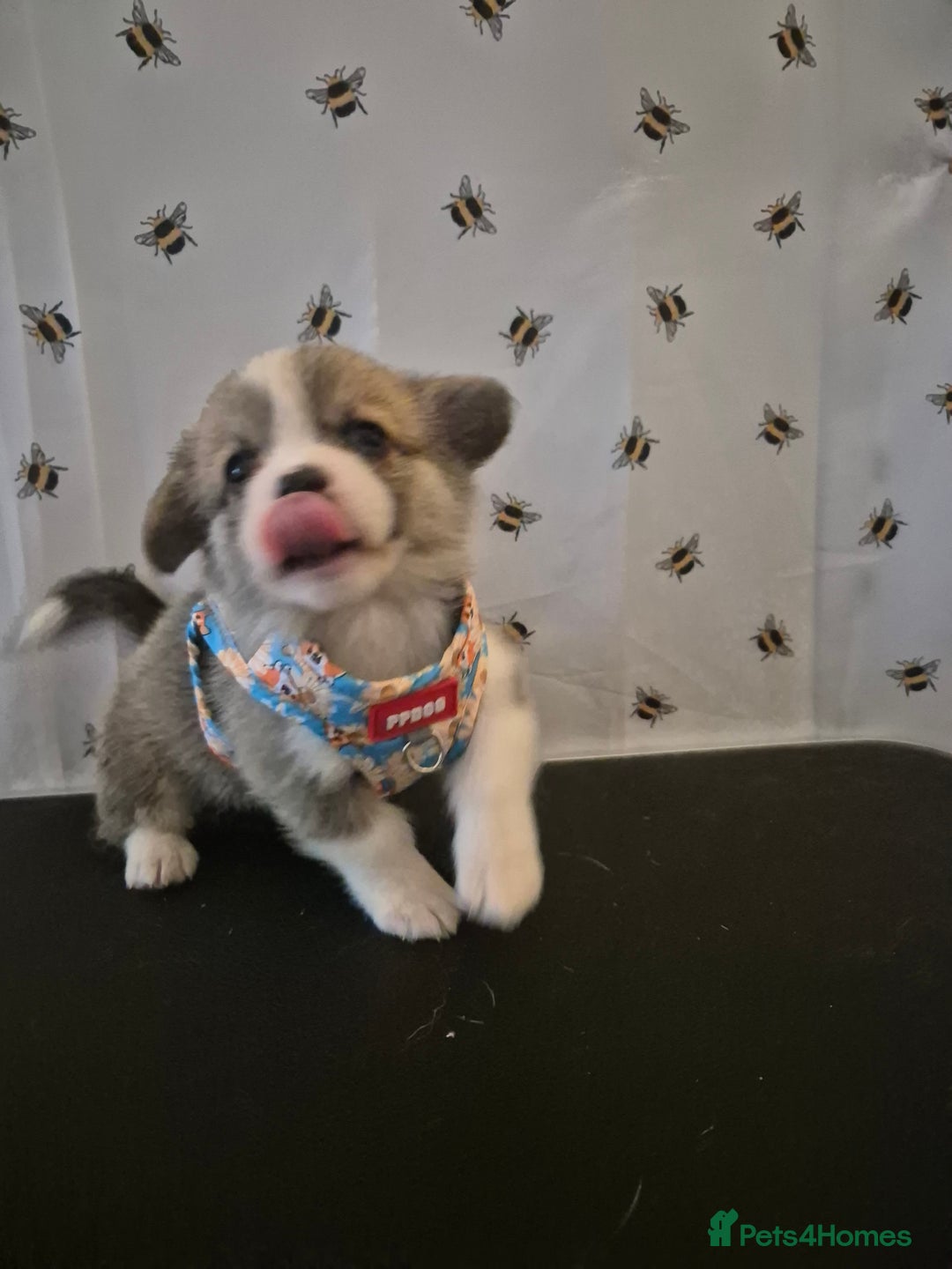 Welsh Corgi Pembroke dogs for sale: Kc reg Serbian lined babies - Image 3