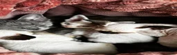 Devon Rex cats for sale: Last 2 exceptional Devon Rex kittens available - Advert 8
