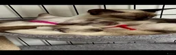 Siamese cats for sale: Siamese kittens  - Advert 24
