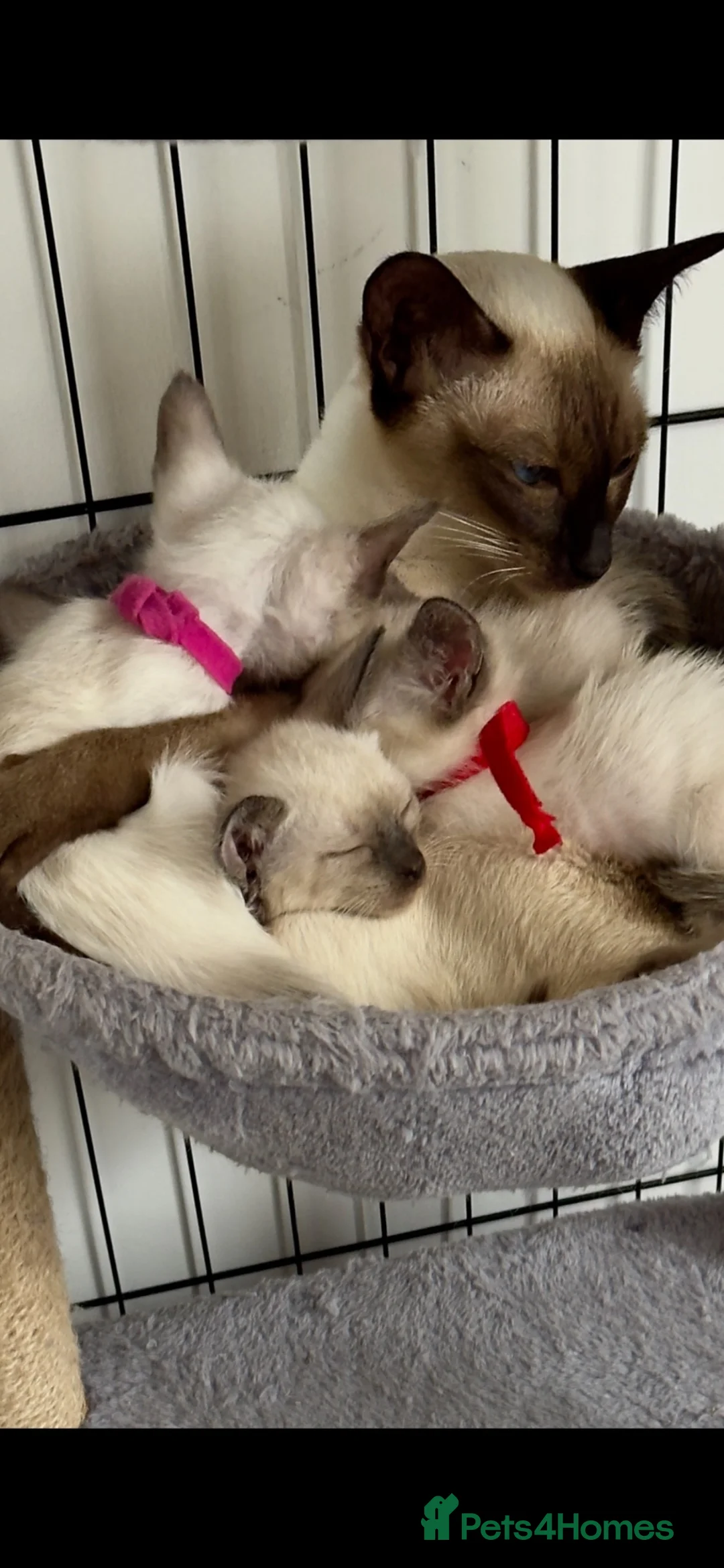 Siamese cats for sale: Siamese kittens  - Advert 24