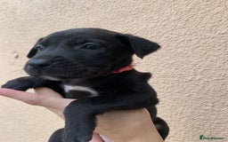 Mixed Breed dogs for sale: 12 beautiful baby's  - Image 5
