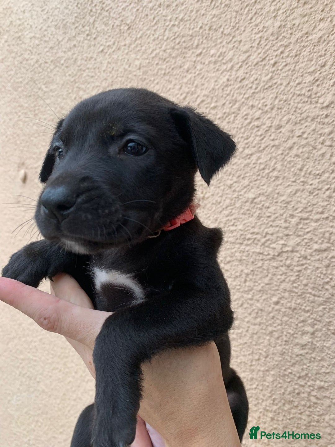 Mixed Breed dogs for sale: 12 beautiful baby's  - Image 5