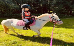 Riding pony horses for sale: For Sale Kids Lead Rein Pony! Safe and Bombproof - Advert 16