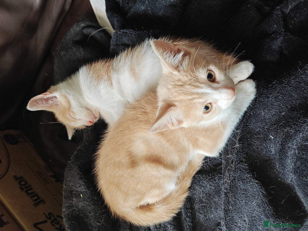 Mixed Breed cats for sale: Gorgeous Part BSH kittens ready to go now - Image 9
