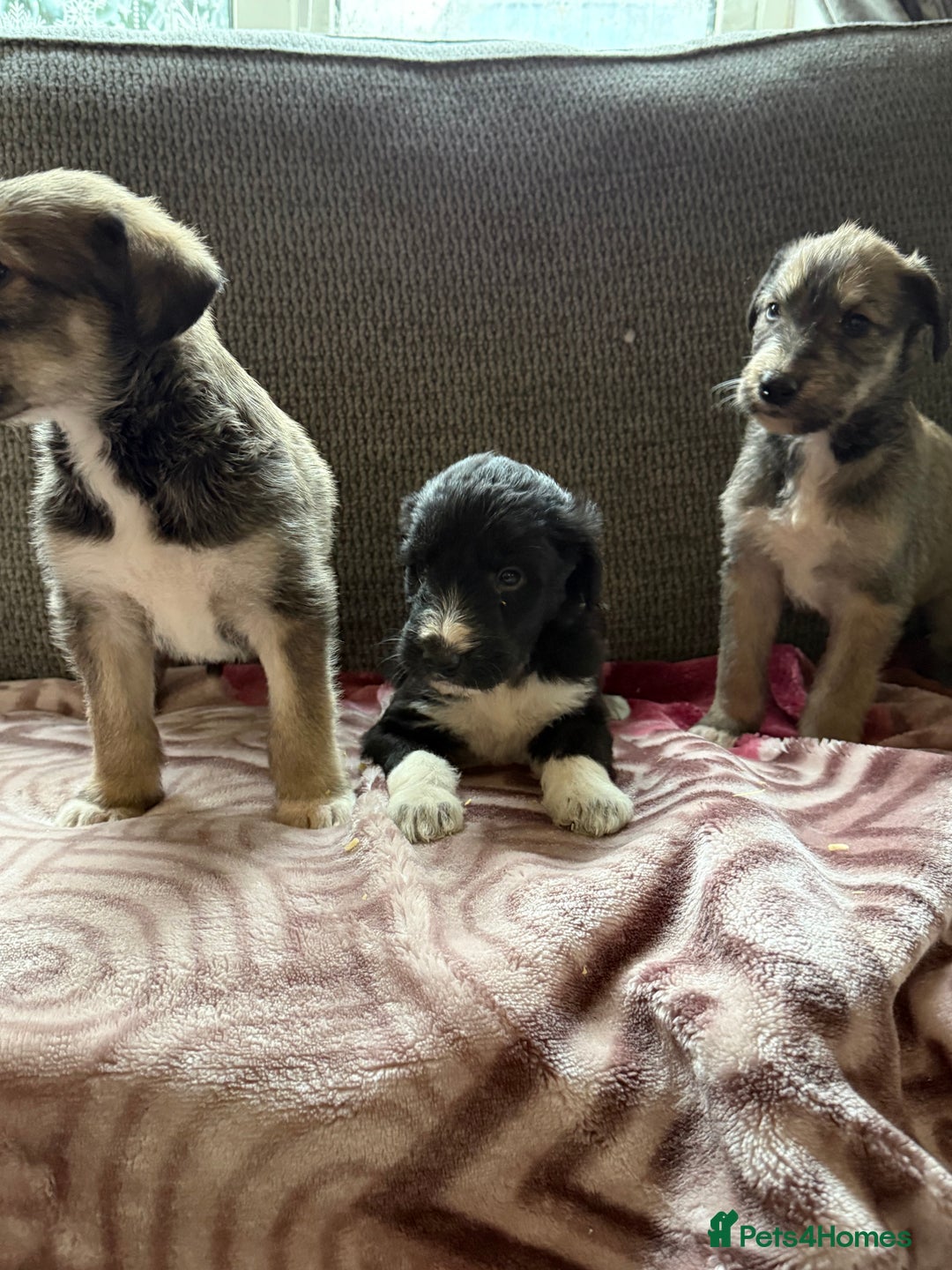 Lurcher dogs for sale: Beautiful woolly coated lurcher pups  - Advert 13