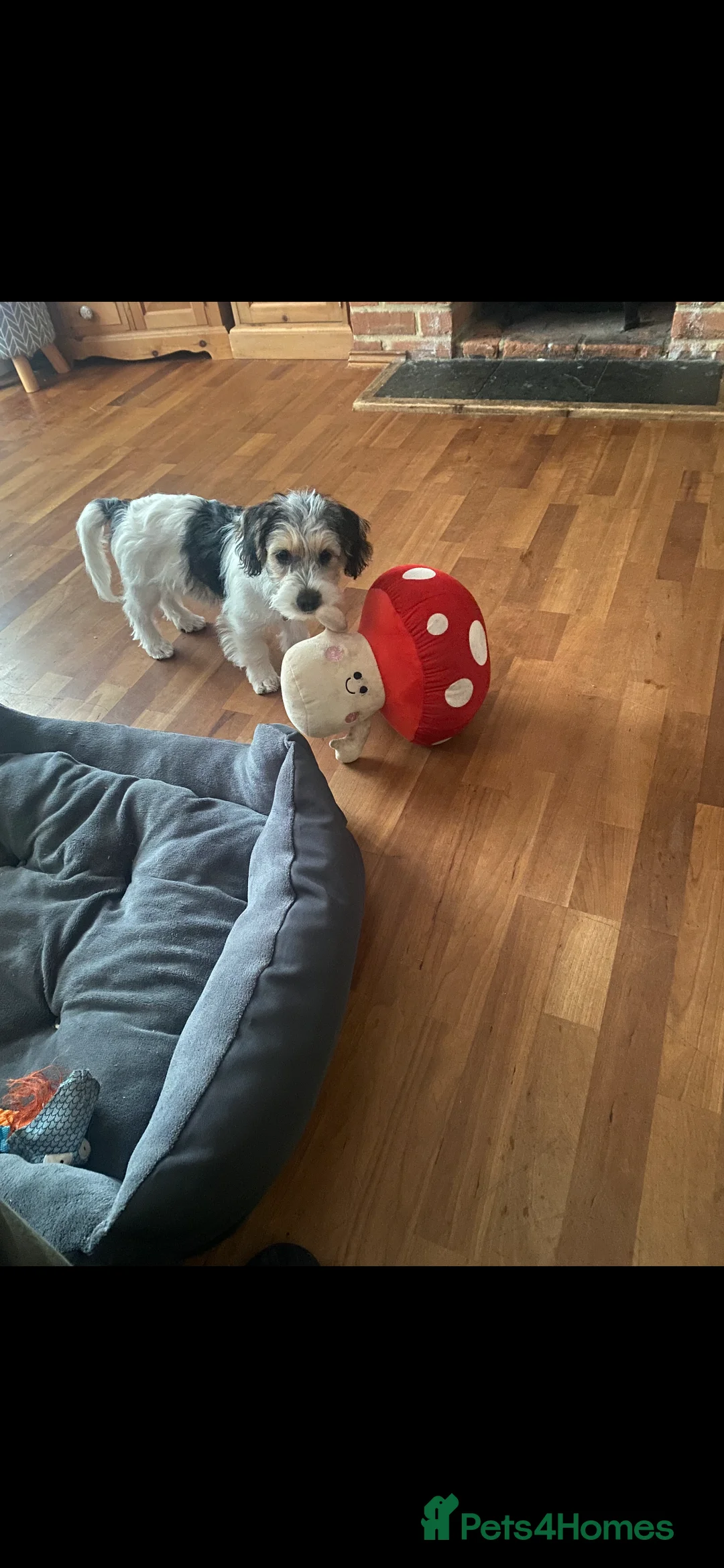 Jack Russell dogs for sale: Jack Russell  x Shitzu puppies  - Advert 1